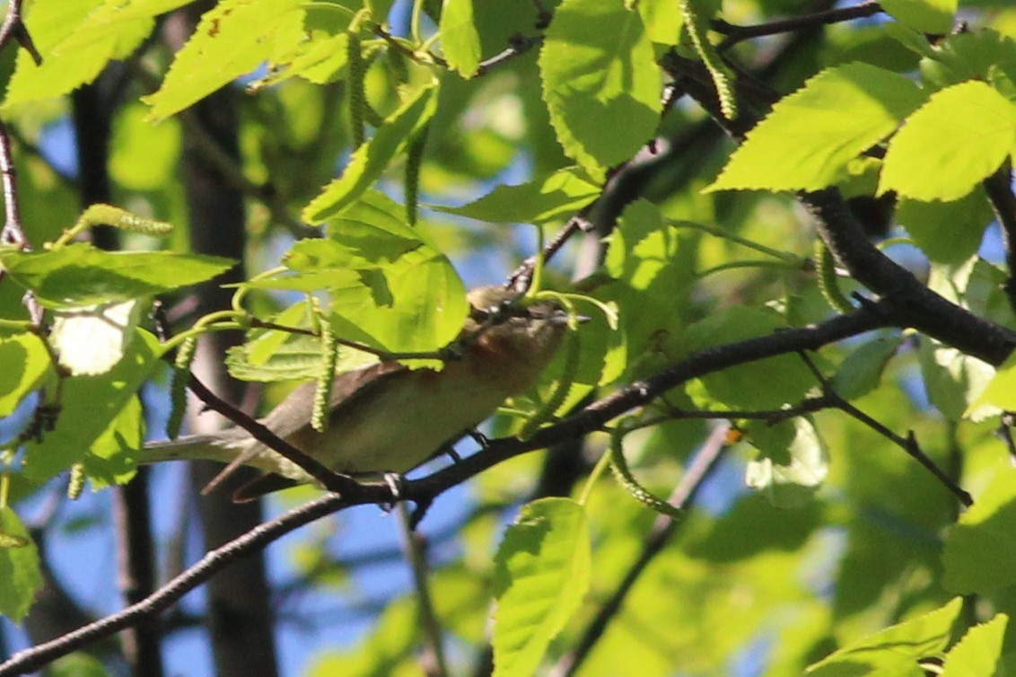 Bay-breasted Warbler - ML237449141