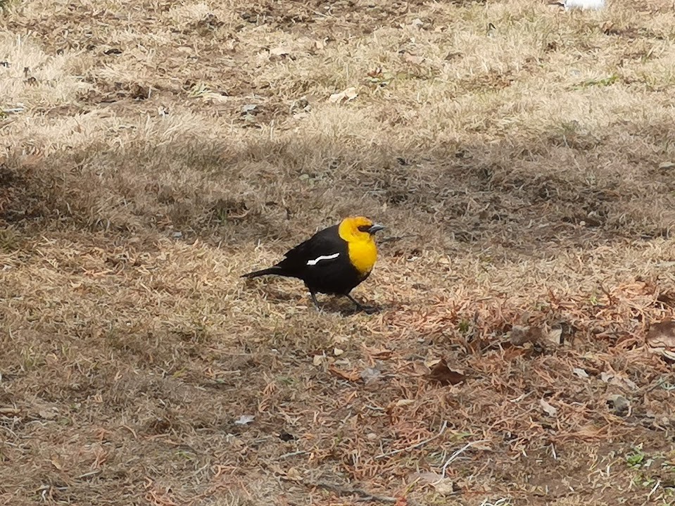 Yellow-headed Blackbird - ML237449391