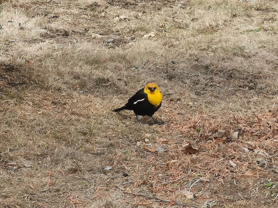 Yellow-headed Blackbird - ML237449421