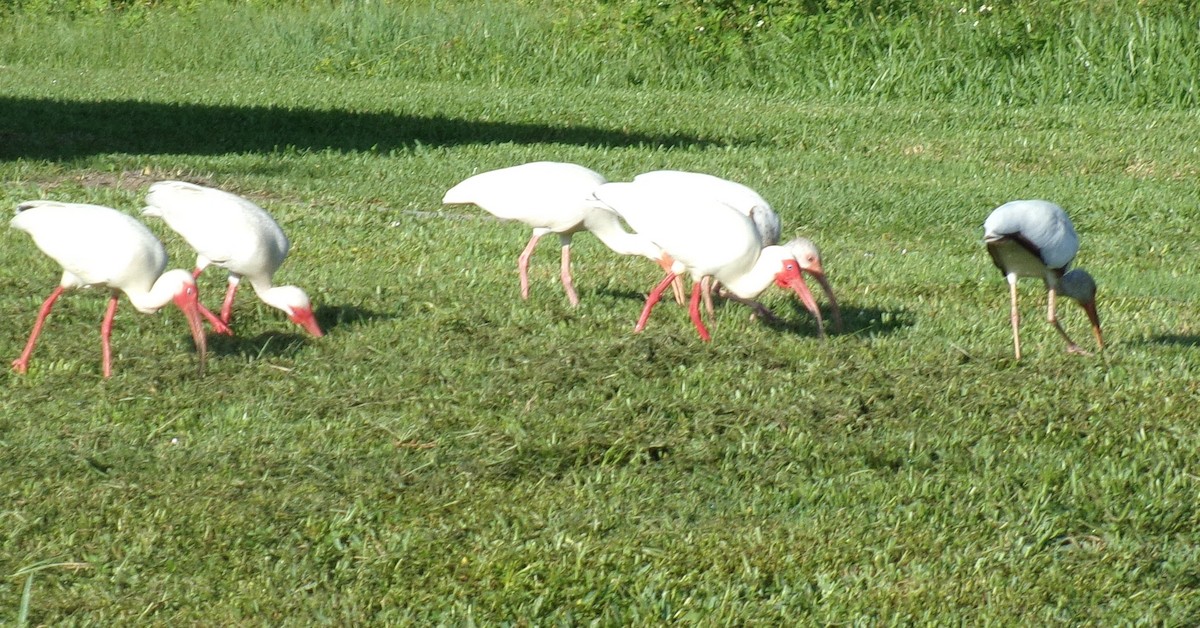 ibis bílý - ML237449711