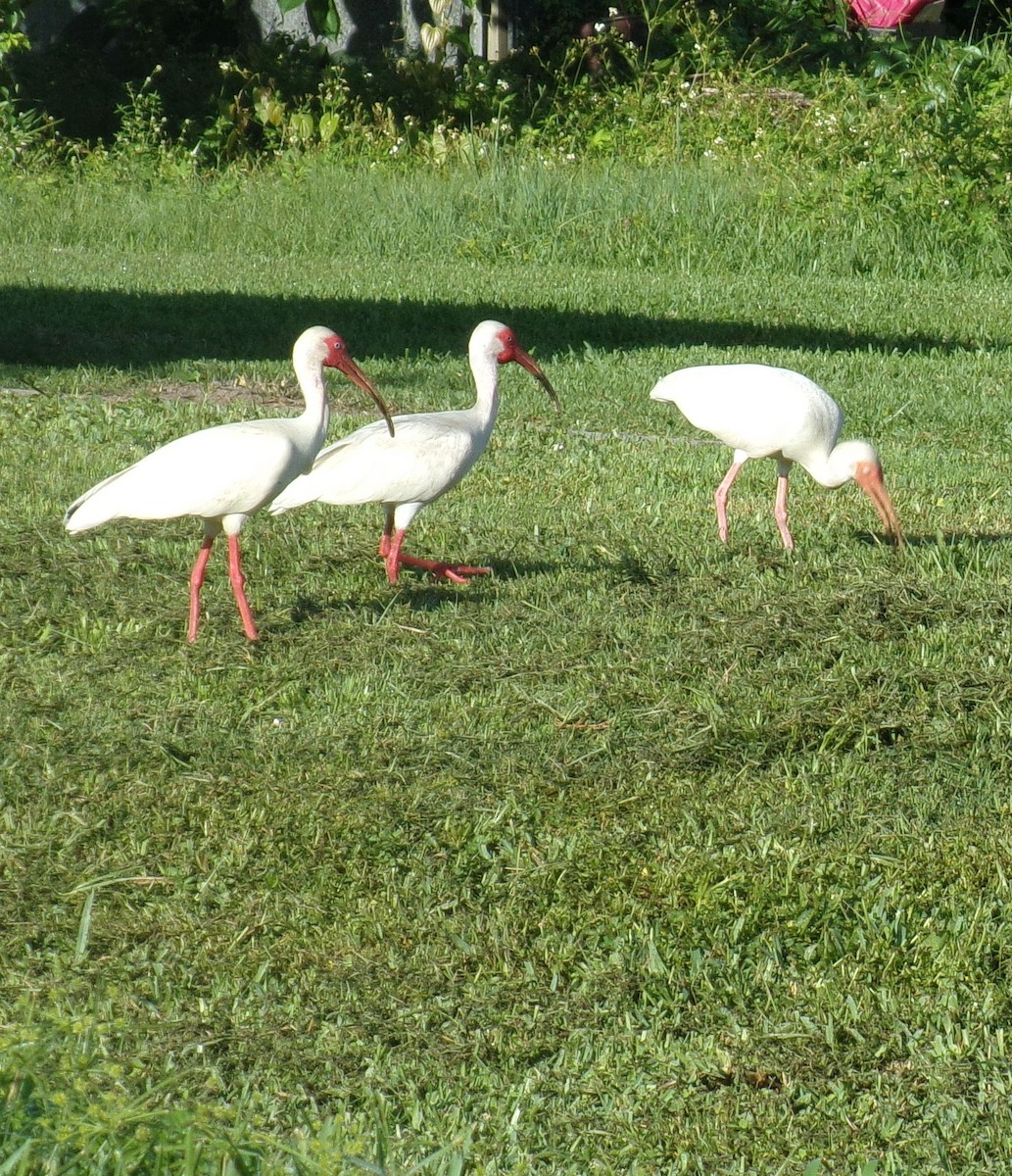 ibis bílý - ML237449721