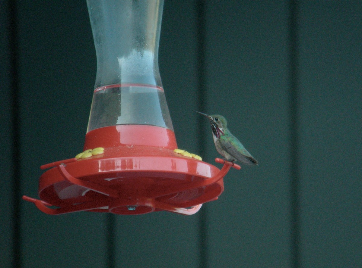 Calliope Hummingbird - Oscar Johnson