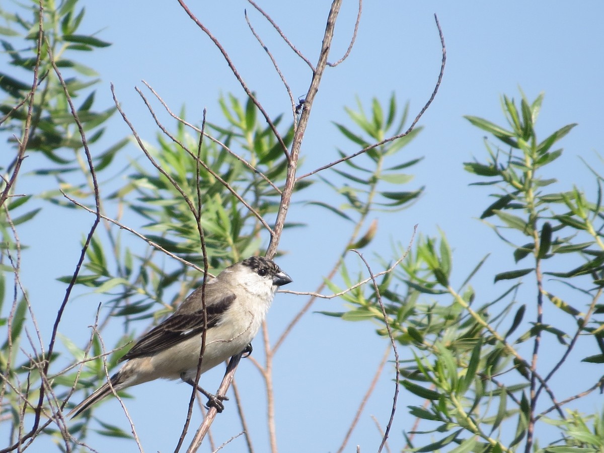 Pearly-bellied Seedeater - Andrea Ferrari