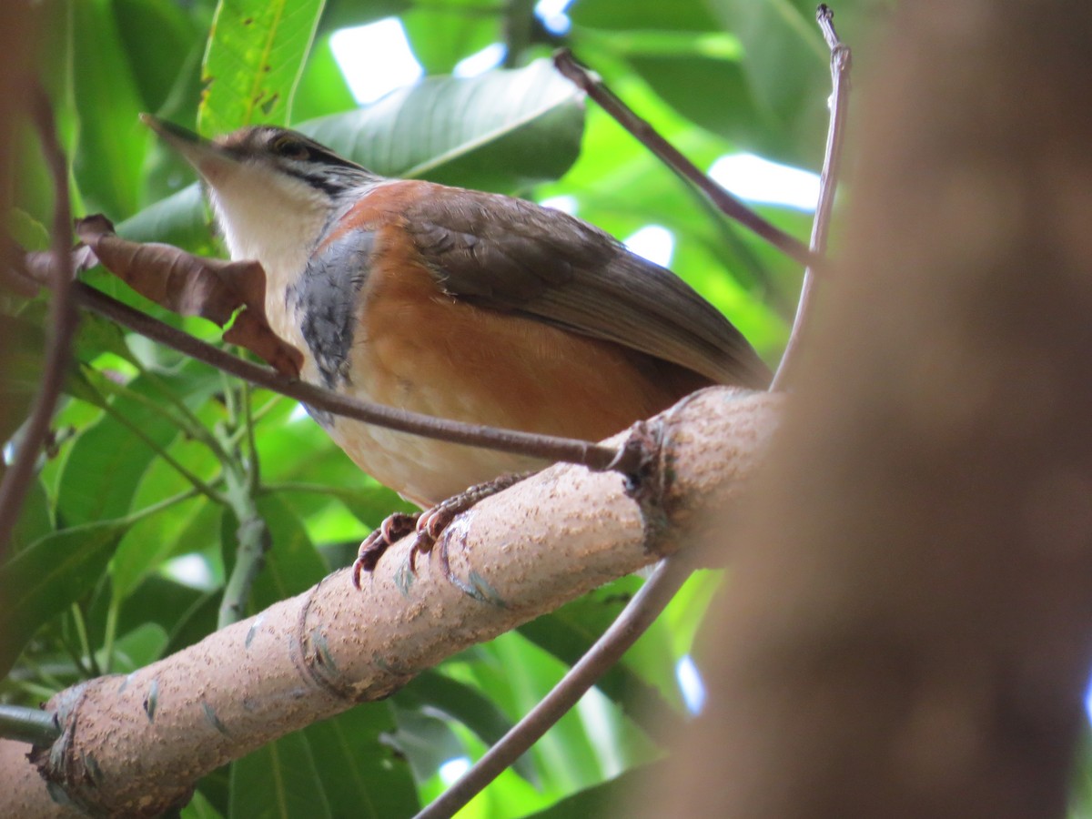 Greater Necklaced Laughingthrush - ML23747581