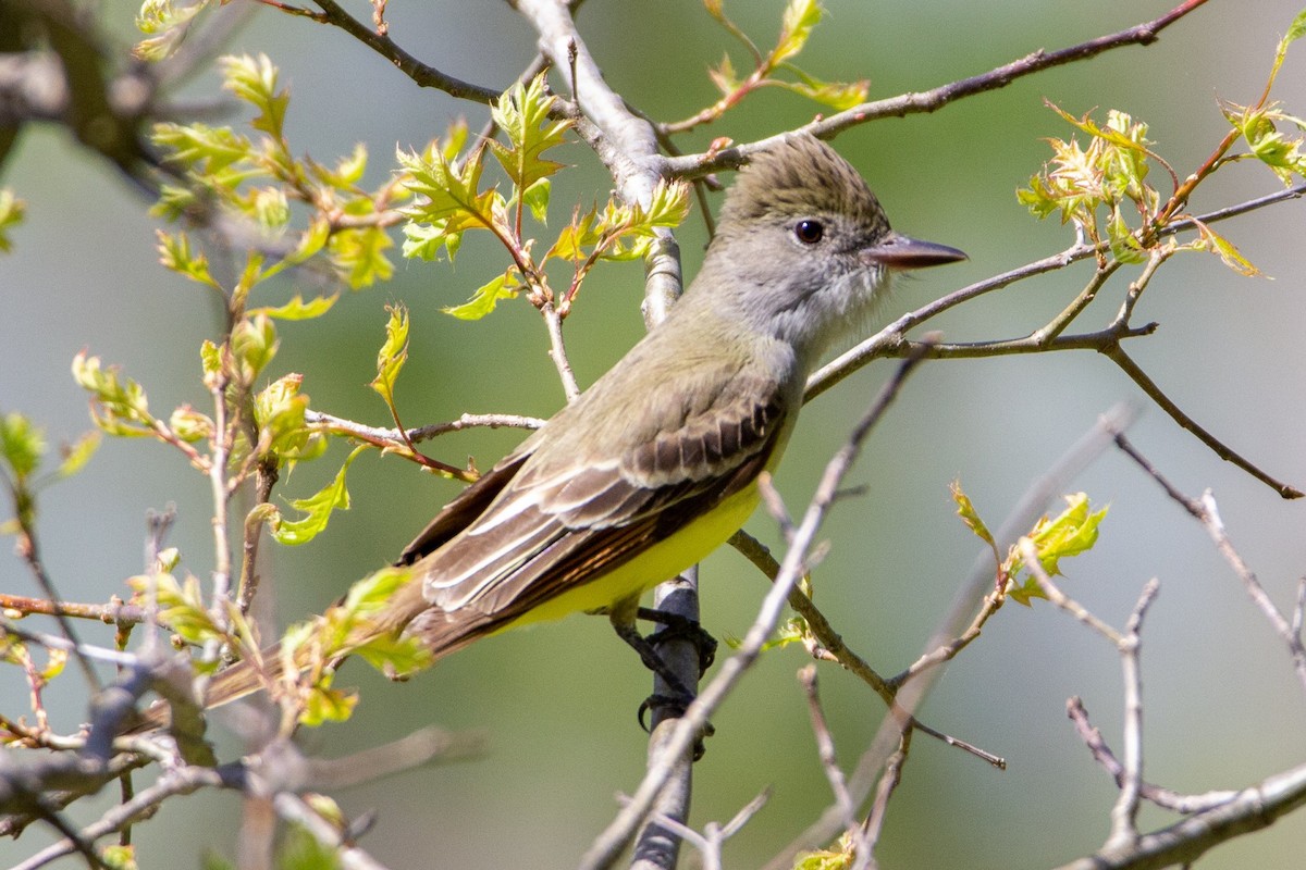 Great Crested Flycatcher - ML237480061