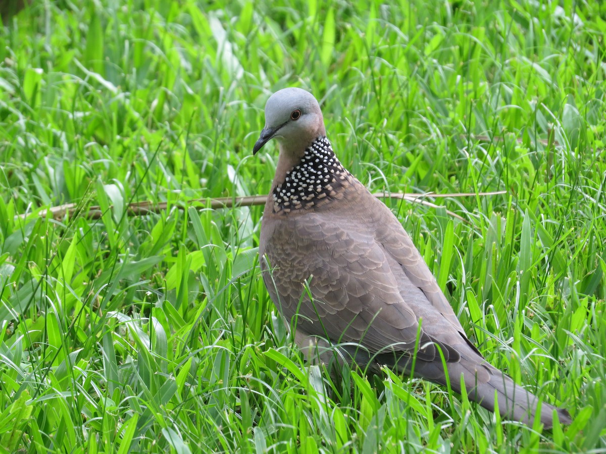 Spotted Dove - ML23748161