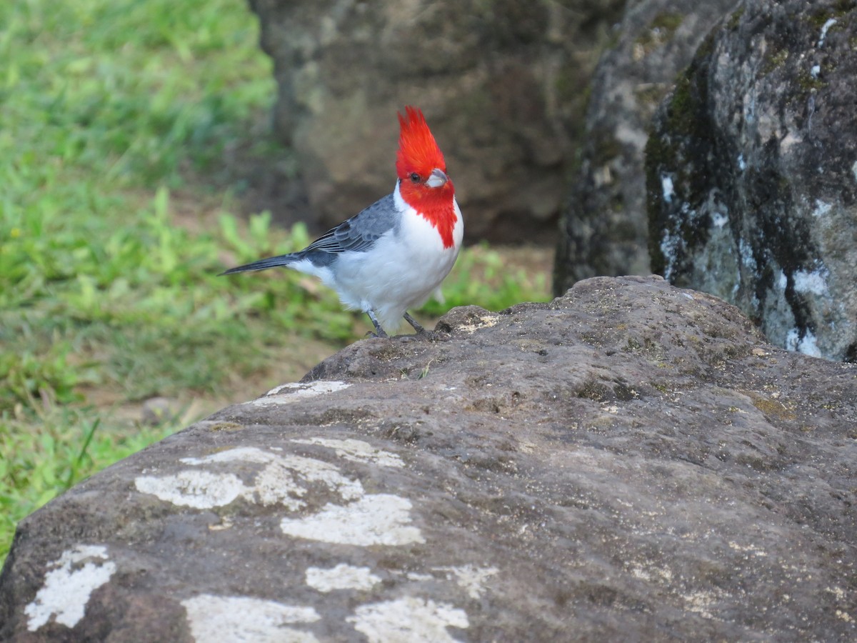 Red-crested Cardinal - ML23748251