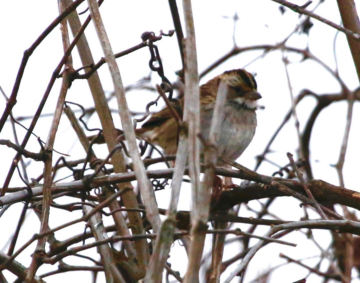 White-throated Sparrow - ML23748271
