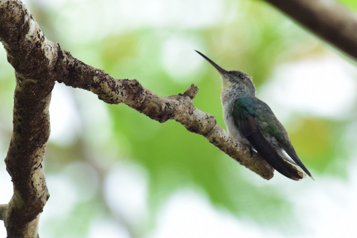 Mangrove Hummingbird - Pedro Bonilla