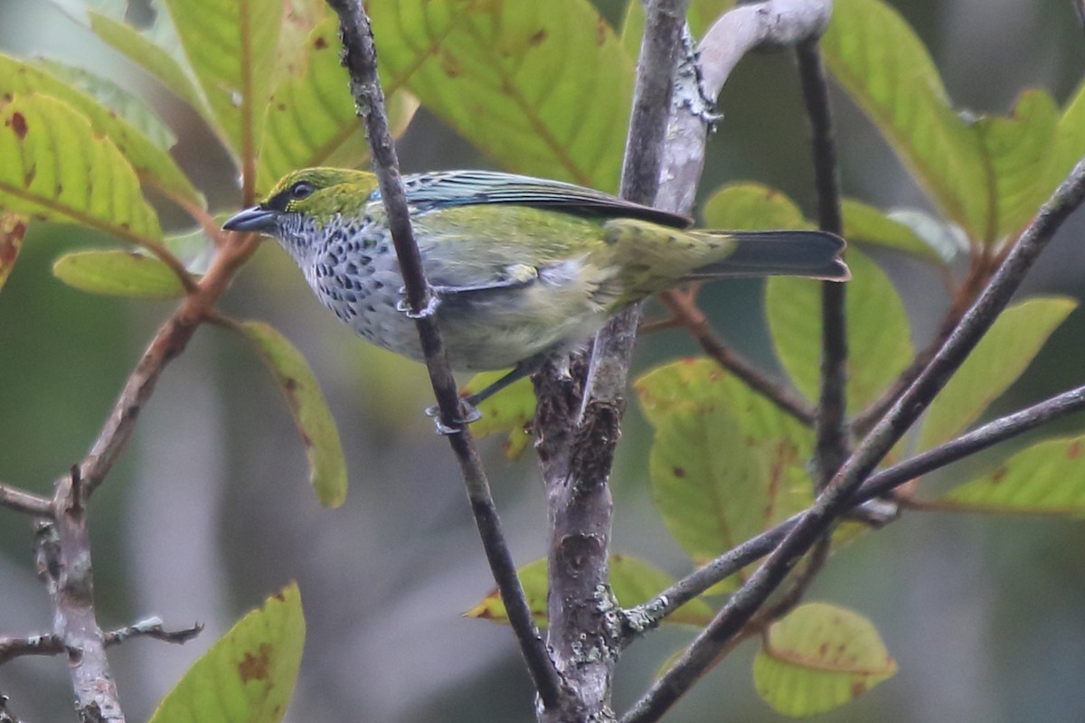 Speckled Tanager - ML237483551
