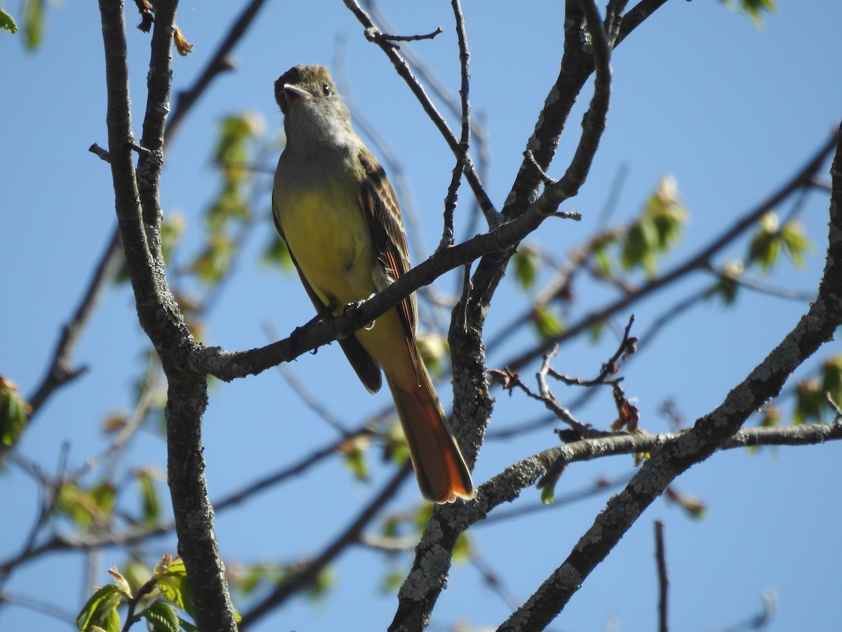 Great Crested Flycatcher - ML237485891