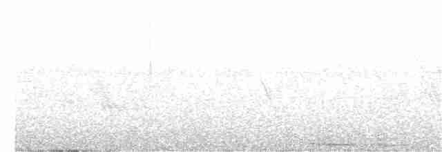 Batı Amerika Sinekkapanı (occidentalis/hellmayri) - ML237486511