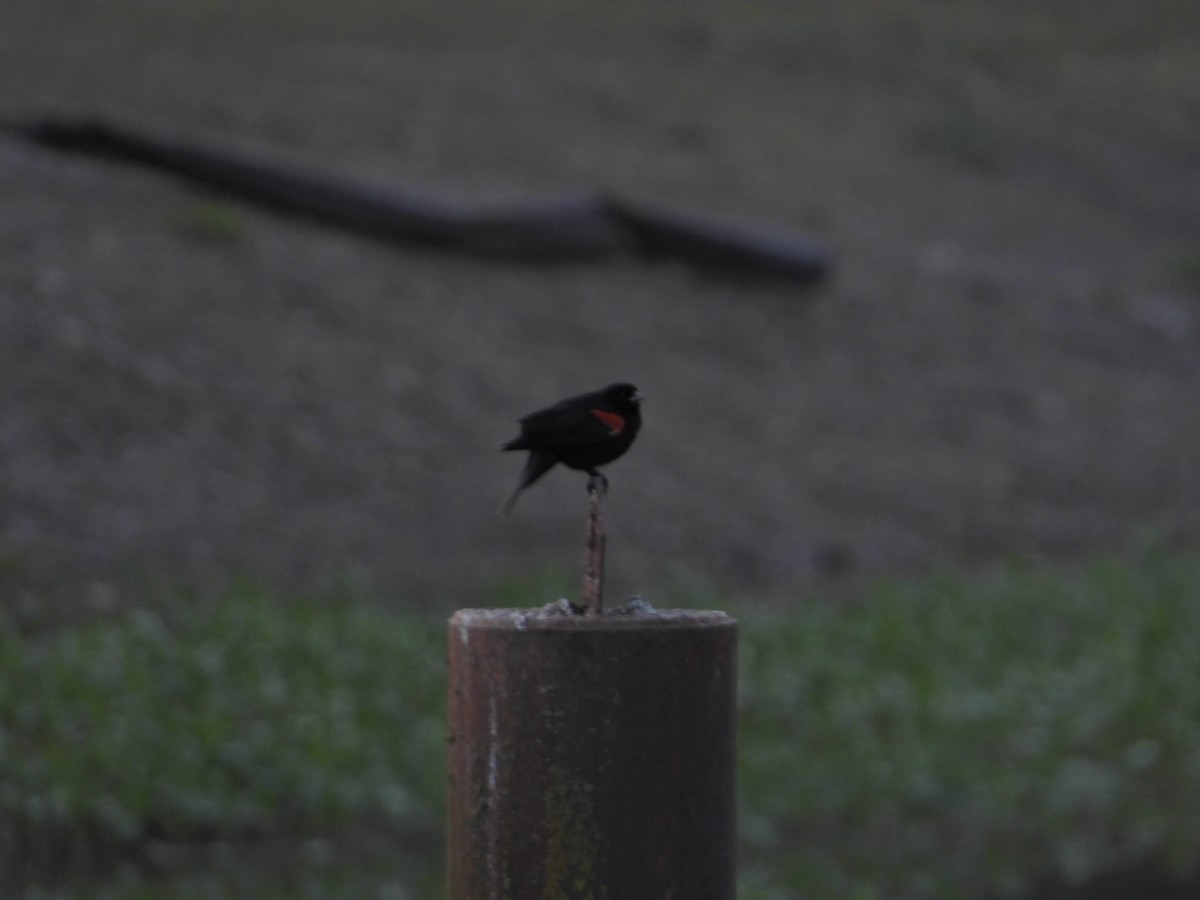 Red-winged Blackbird - Bill Holland