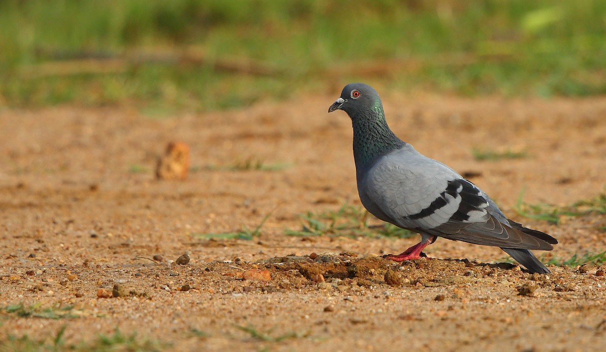 Rock Pigeon (Feral Pigeon) - ML237498071