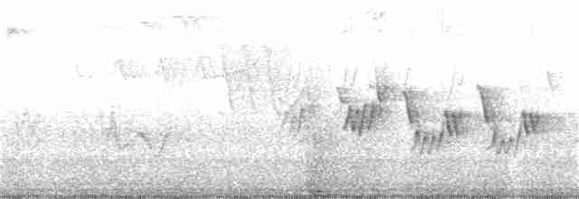 Черногорлая хвойница - ML237500771
