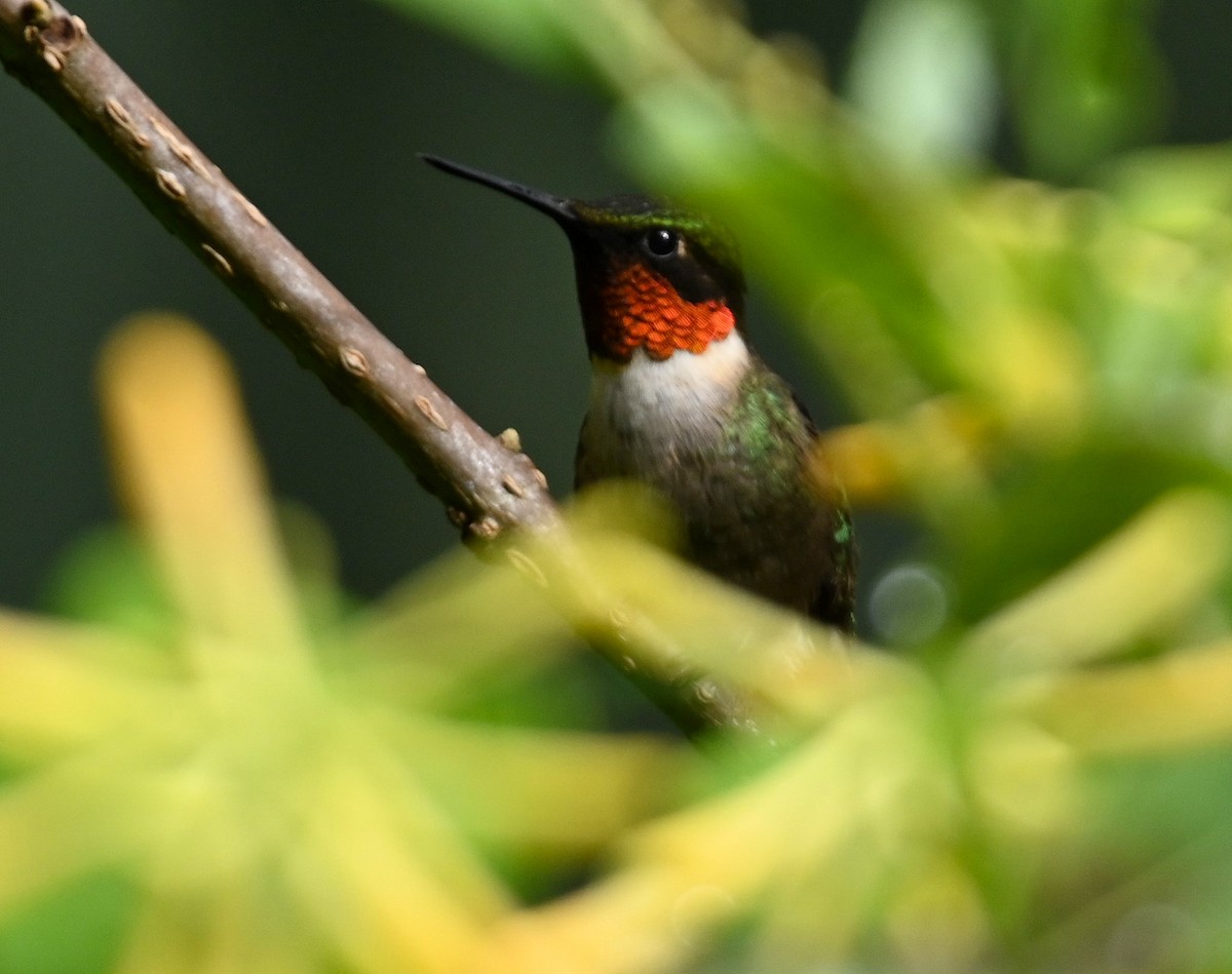 Ruby-throated Hummingbird - Ann Stinely