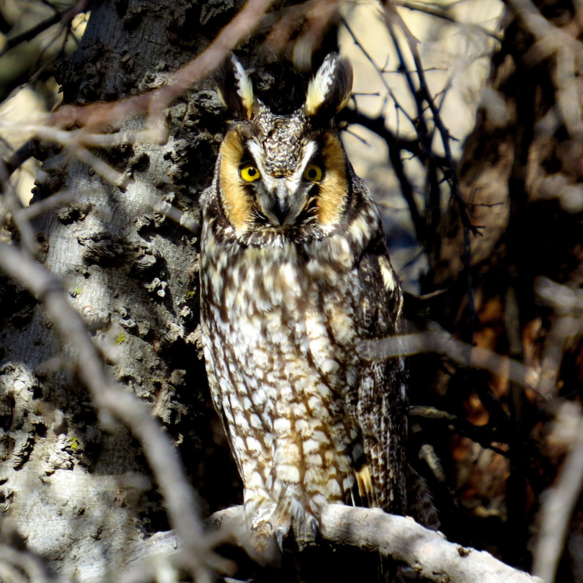 Long-eared Owl - Rick Shaw