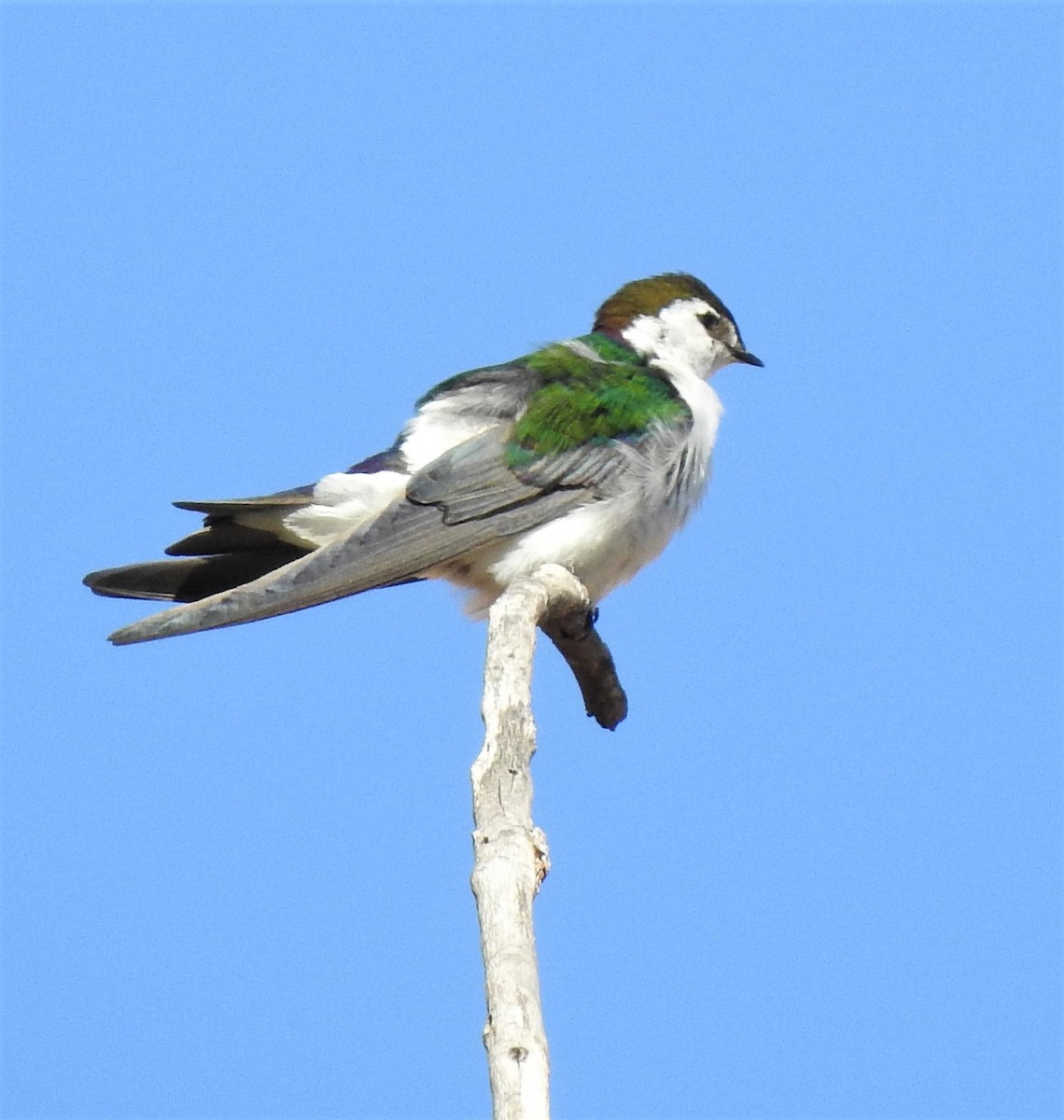 Violet-green Swallow - T B
