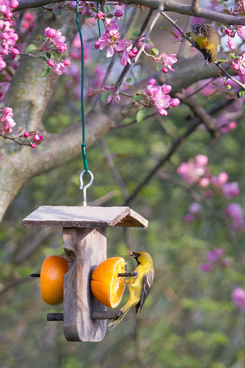 Orchard Oriole - ML237518041