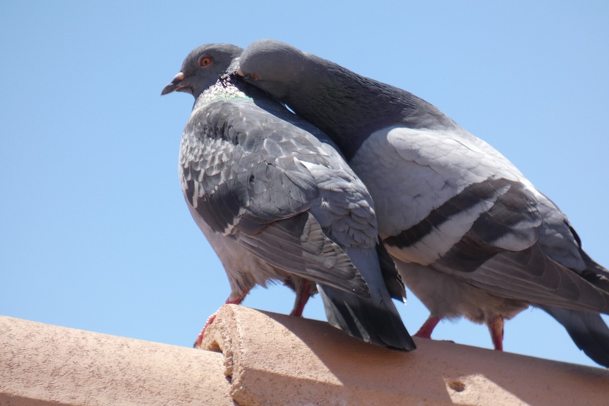 Rock Pigeon (Feral Pigeon) - ML237518231