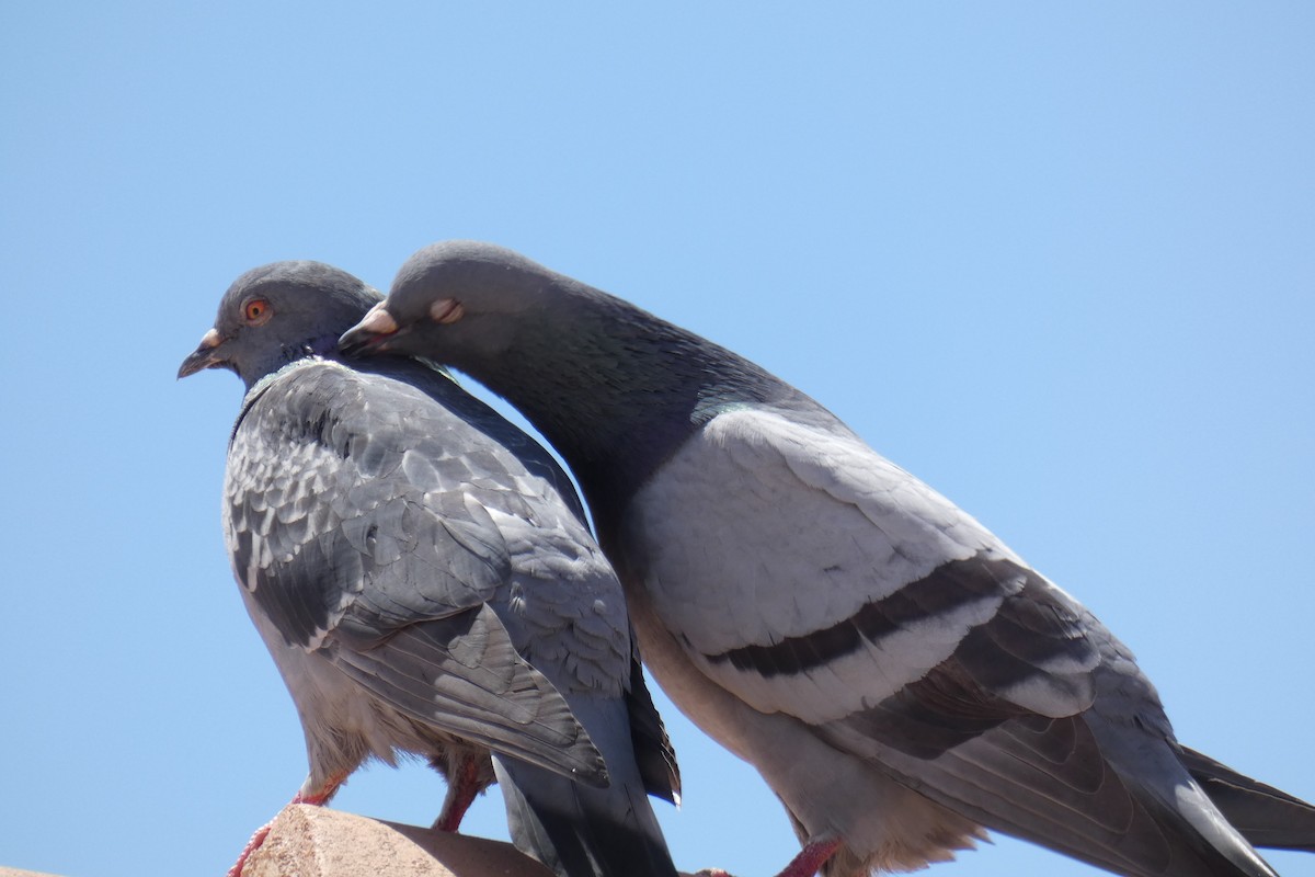 Rock Pigeon (Feral Pigeon) - ML237518311