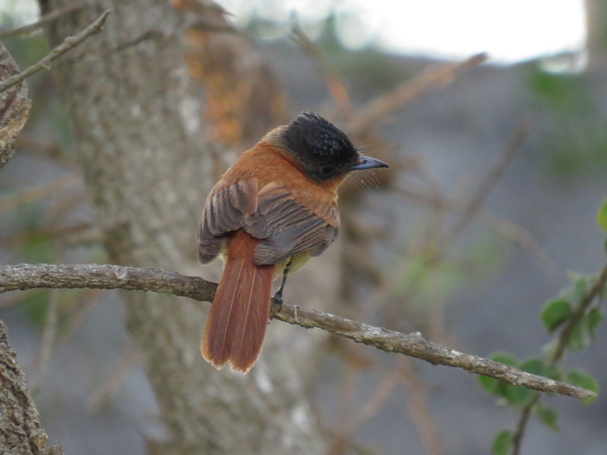 Malagasy Paradise-Flycatcher - Ann Truesdale