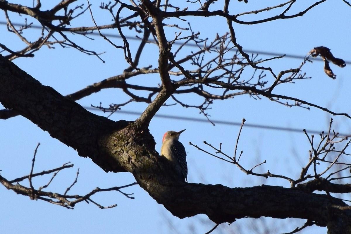 Red-bellied Woodpecker - irina shulgina