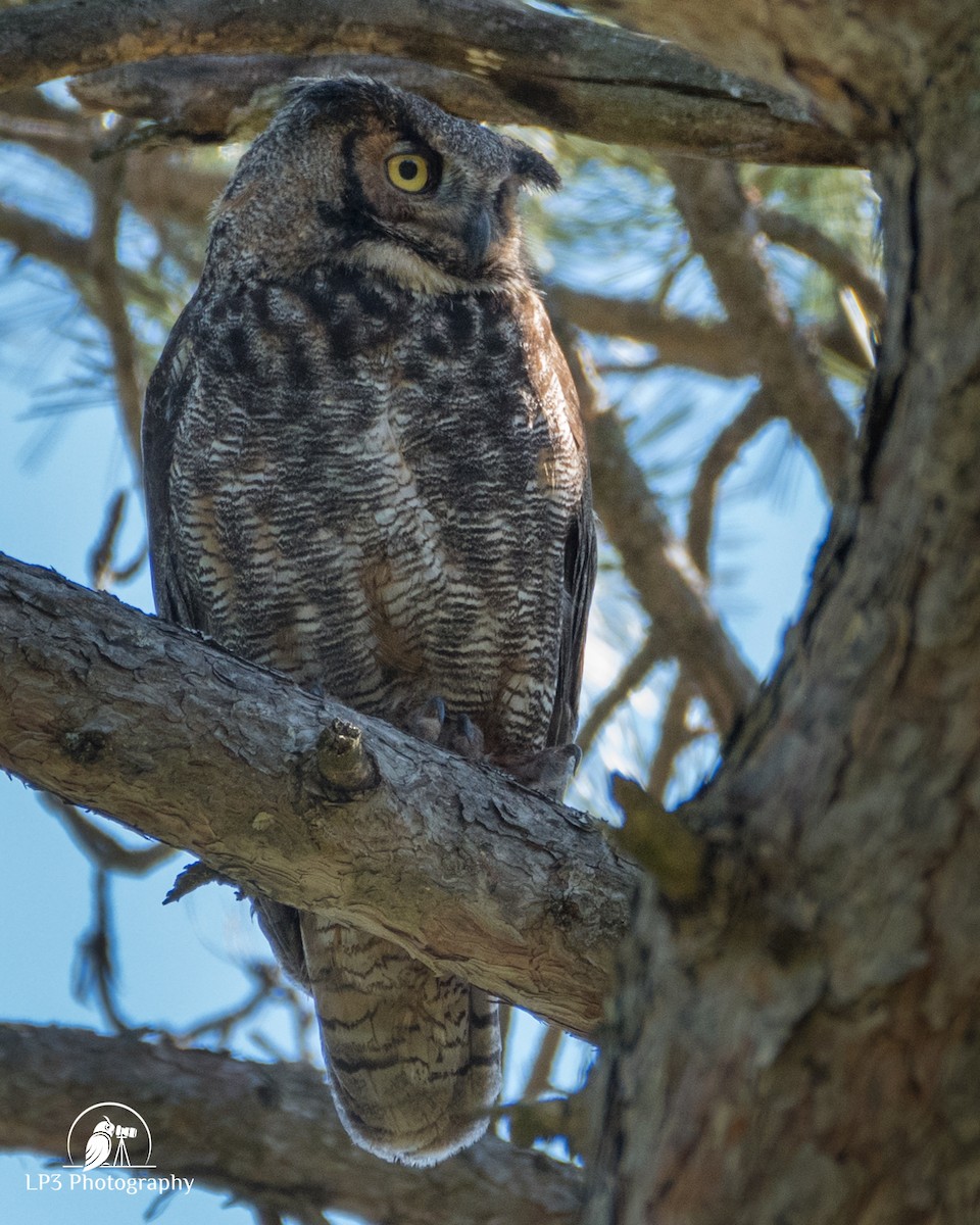 Great Horned Owl - ML237528521