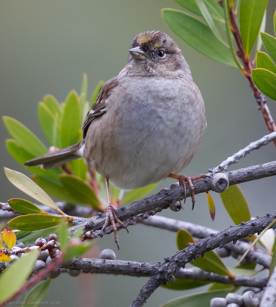 Golden-crowned Sparrow - ML23753021