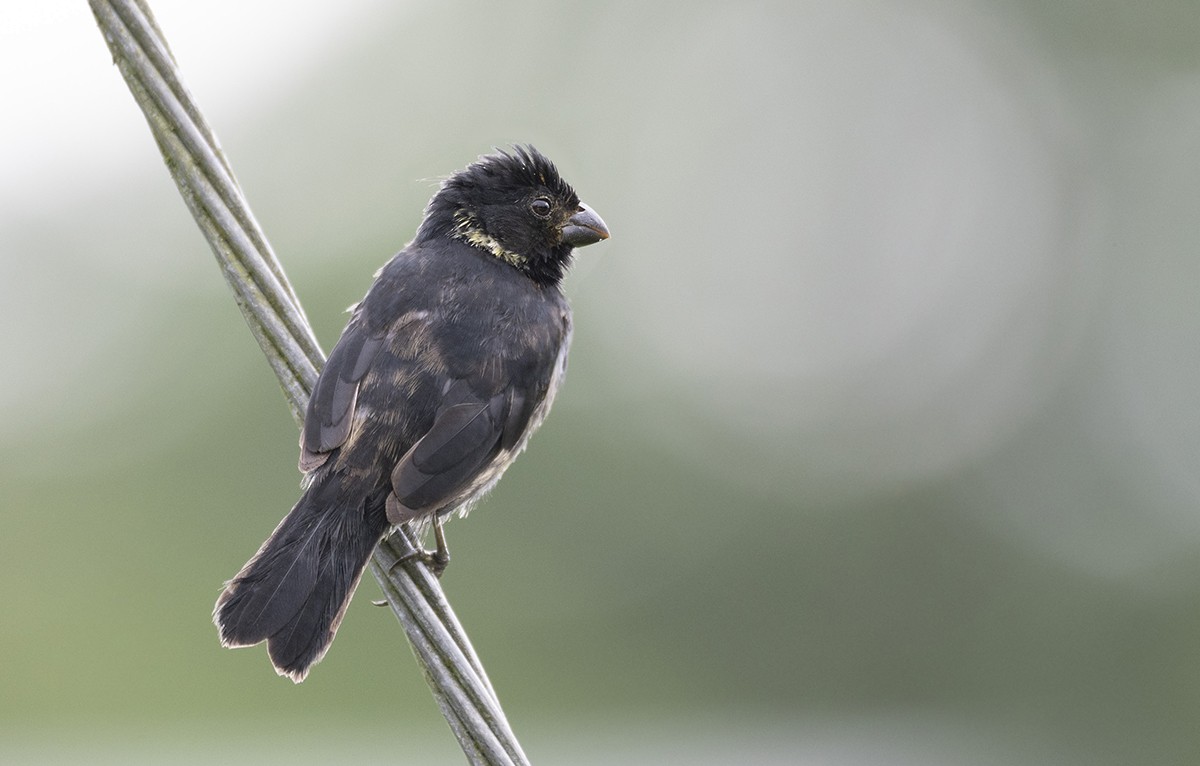 Variable Seedeater - ML237538231