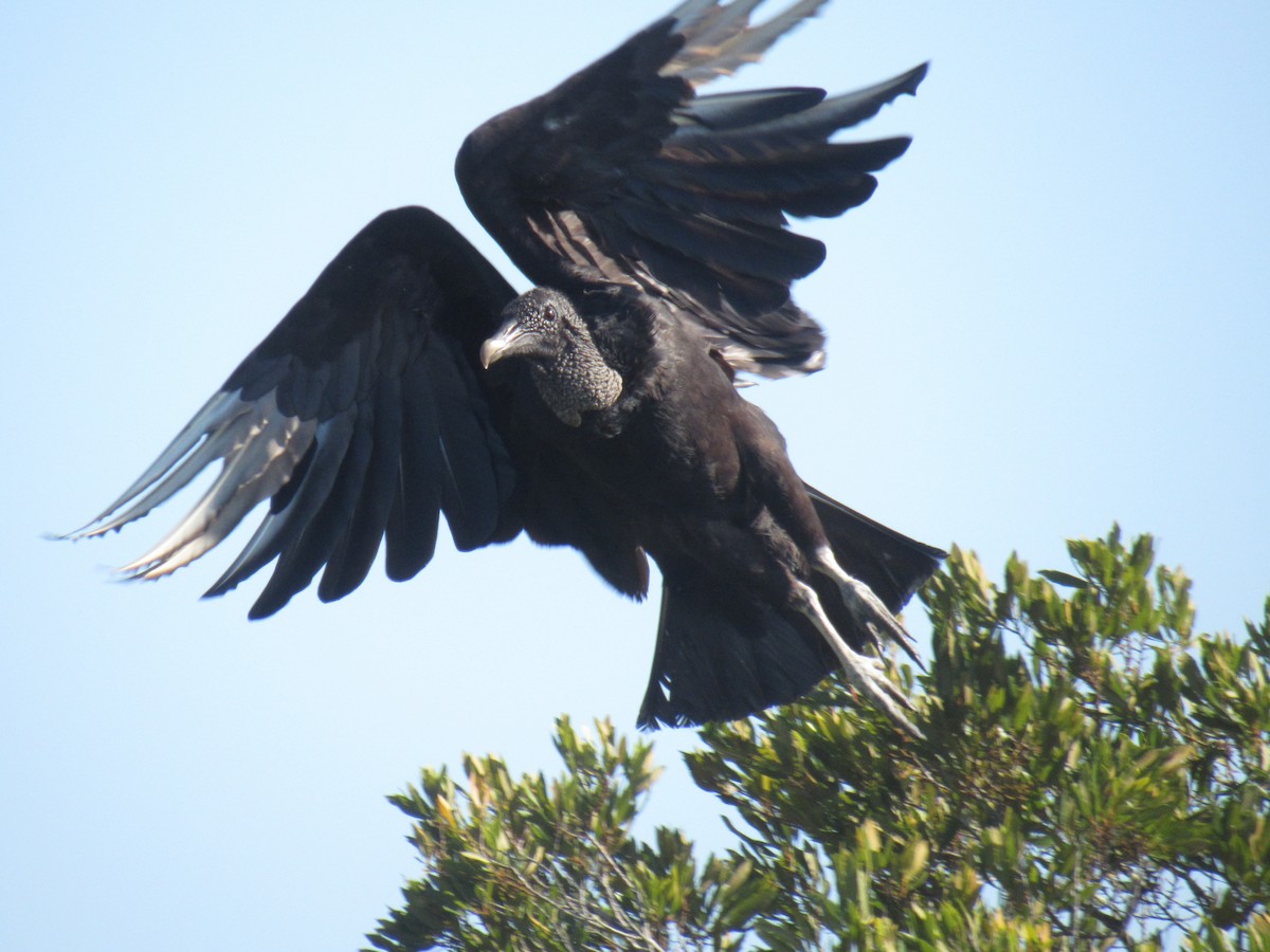 Black Vulture - ML237544011