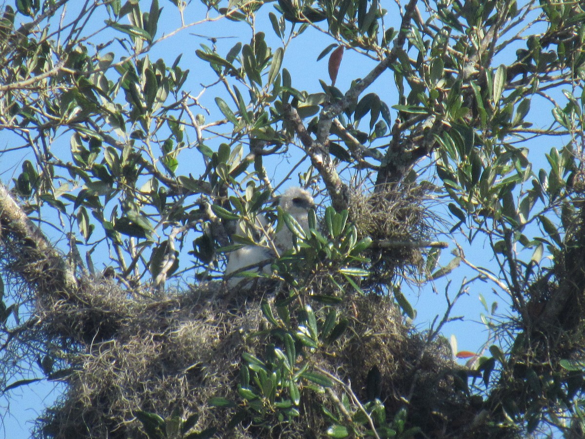 Swallow-tailed Kite - ML237544211