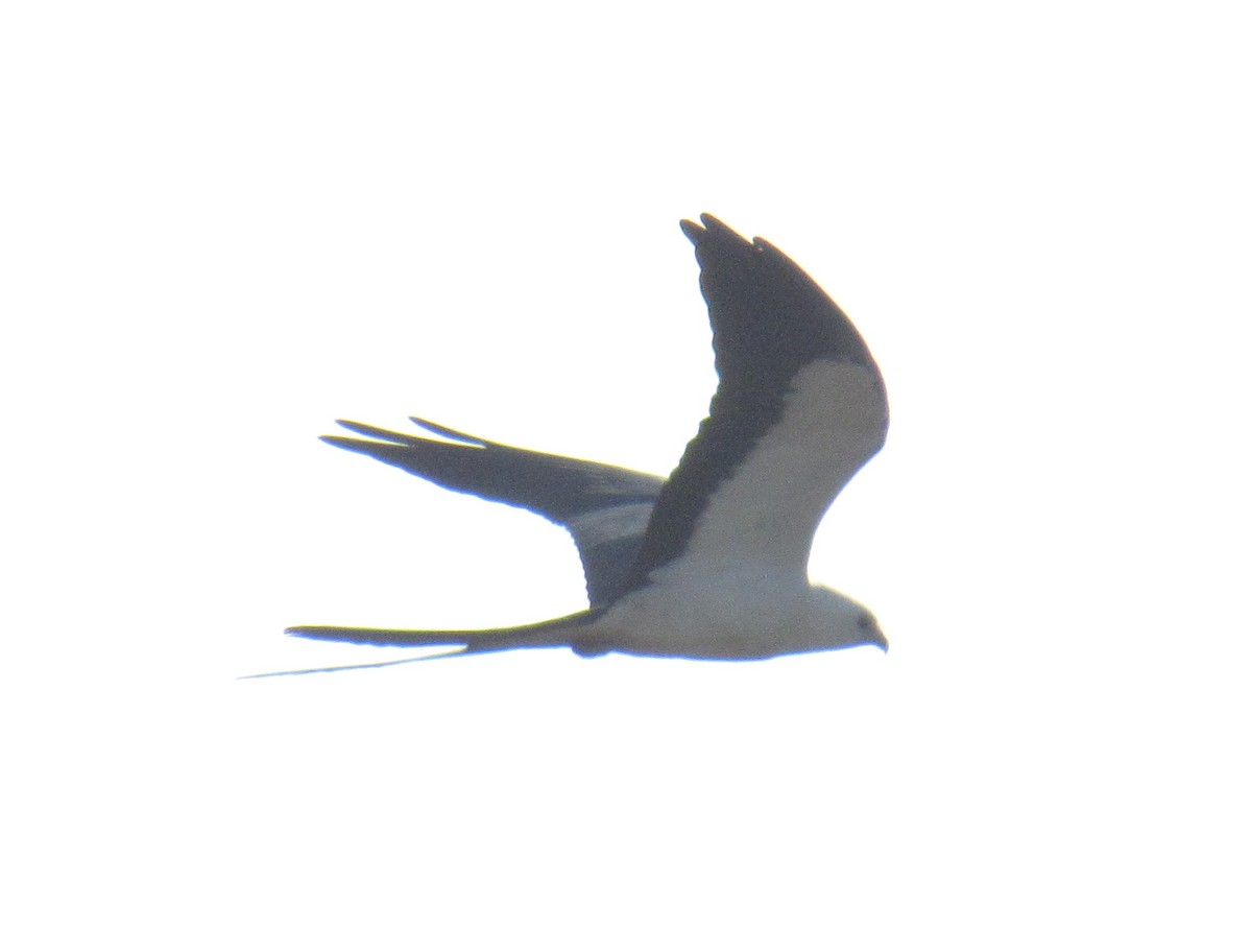 Swallow-tailed Kite - ML237544231