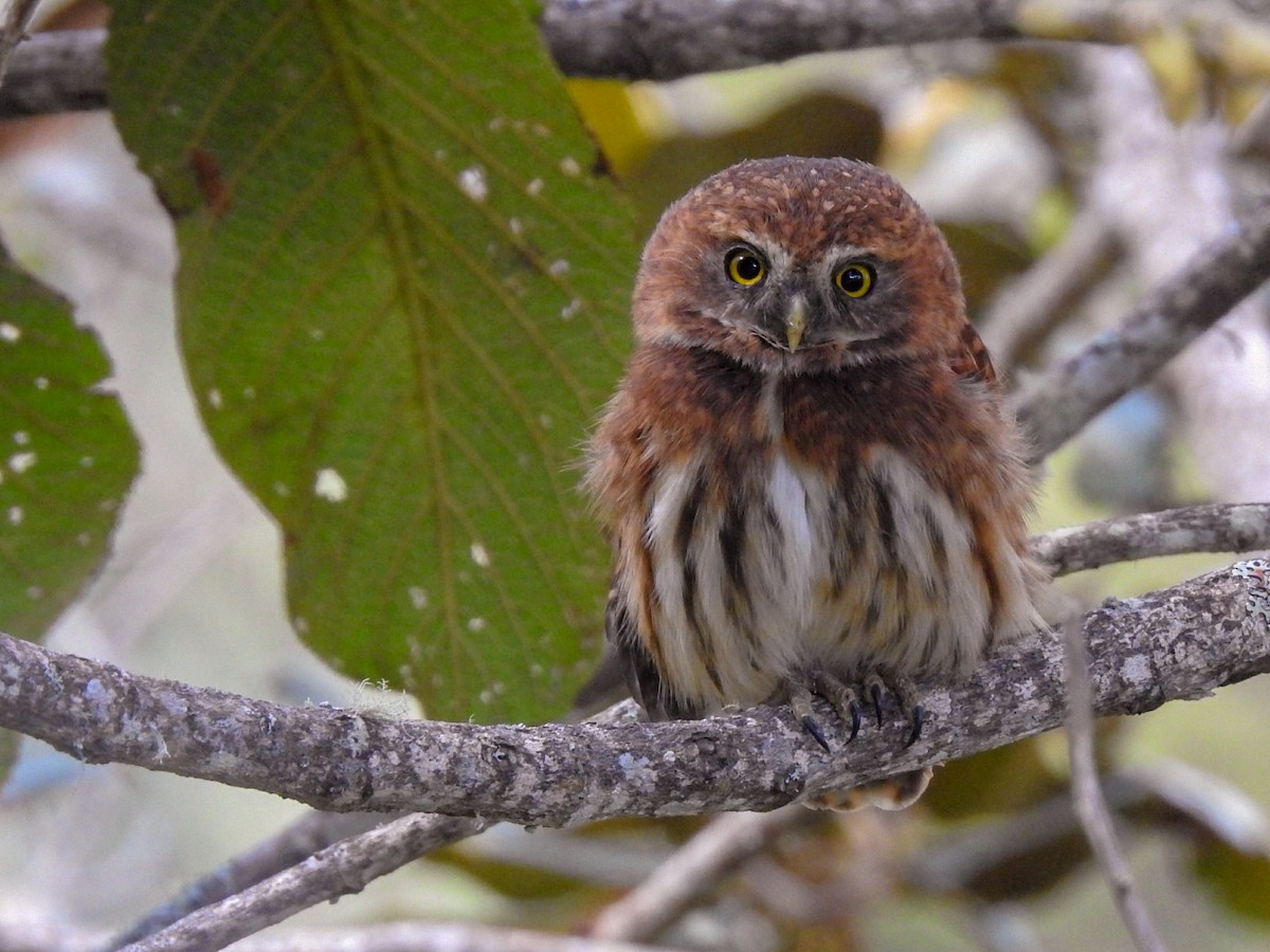 Andean Pygmy-Owl - ML237545681