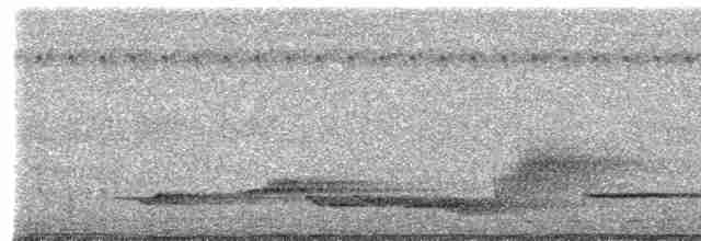 Beyaz Belli Şama [malabaricus grubu] - ML237548