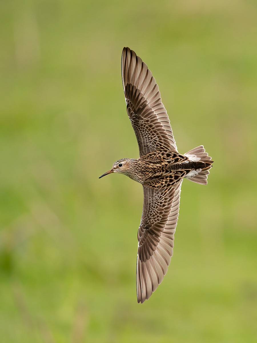 Pectoral Sandpiper - Geoff Newhouse