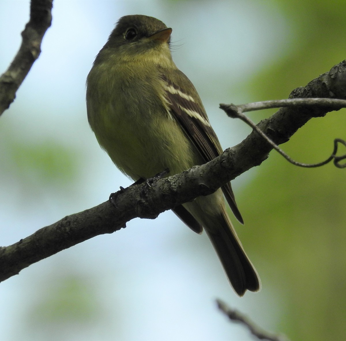 Yellow-bellied Flycatcher - Paul McKenzie
