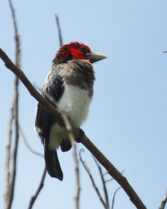 Brown-breasted Barbet - Cathy Sheeter