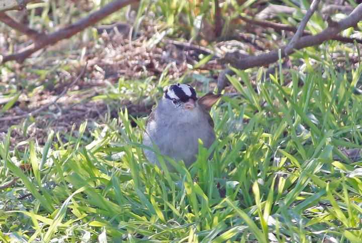 White-crowned Sparrow - ML23757211