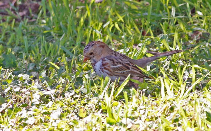 Harris's Sparrow - ML23758621