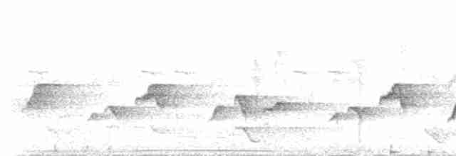 skjeggerygone (palpebrosa gr.) - ML237587