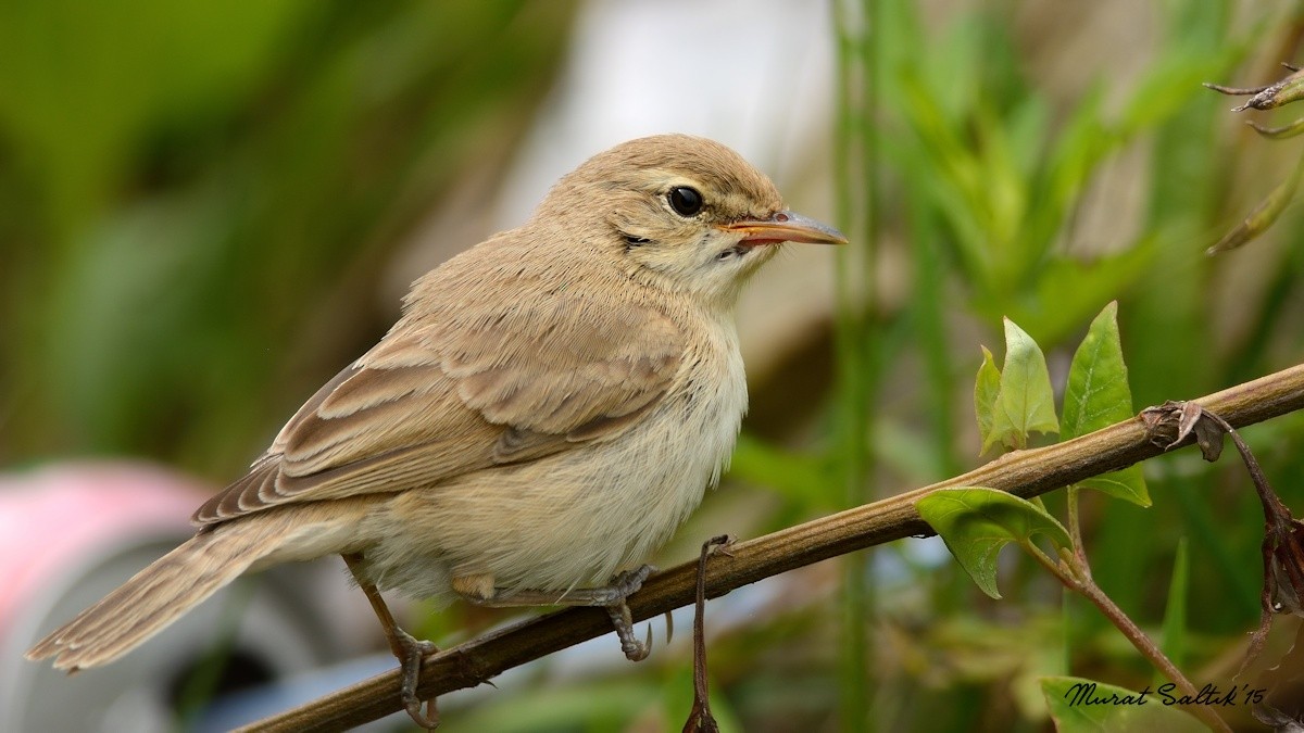 Booted Warbler - ML23759241