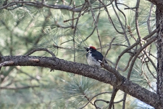 Acorn Woodpecker - ML237592691