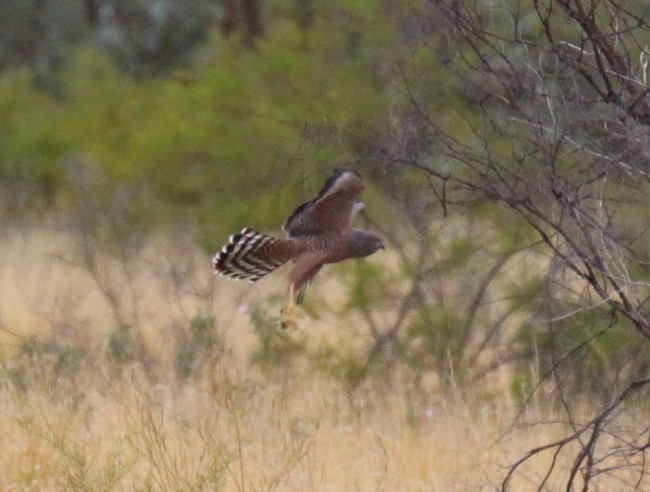 Spotted Harrier - ML237597911