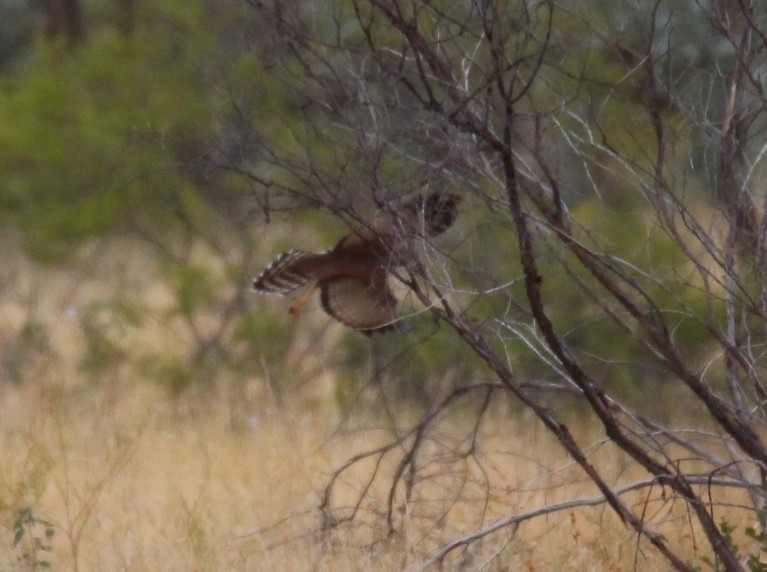 Spotted Harrier - ML237597921