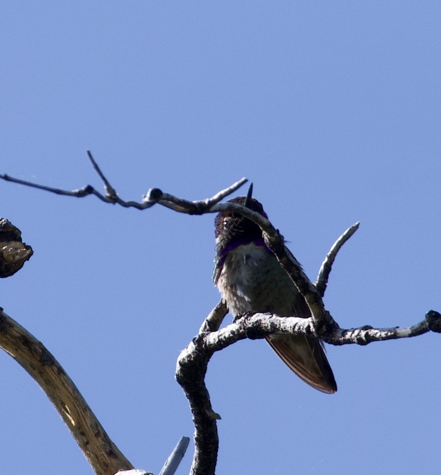 Costa's Hummingbird - ML237599971