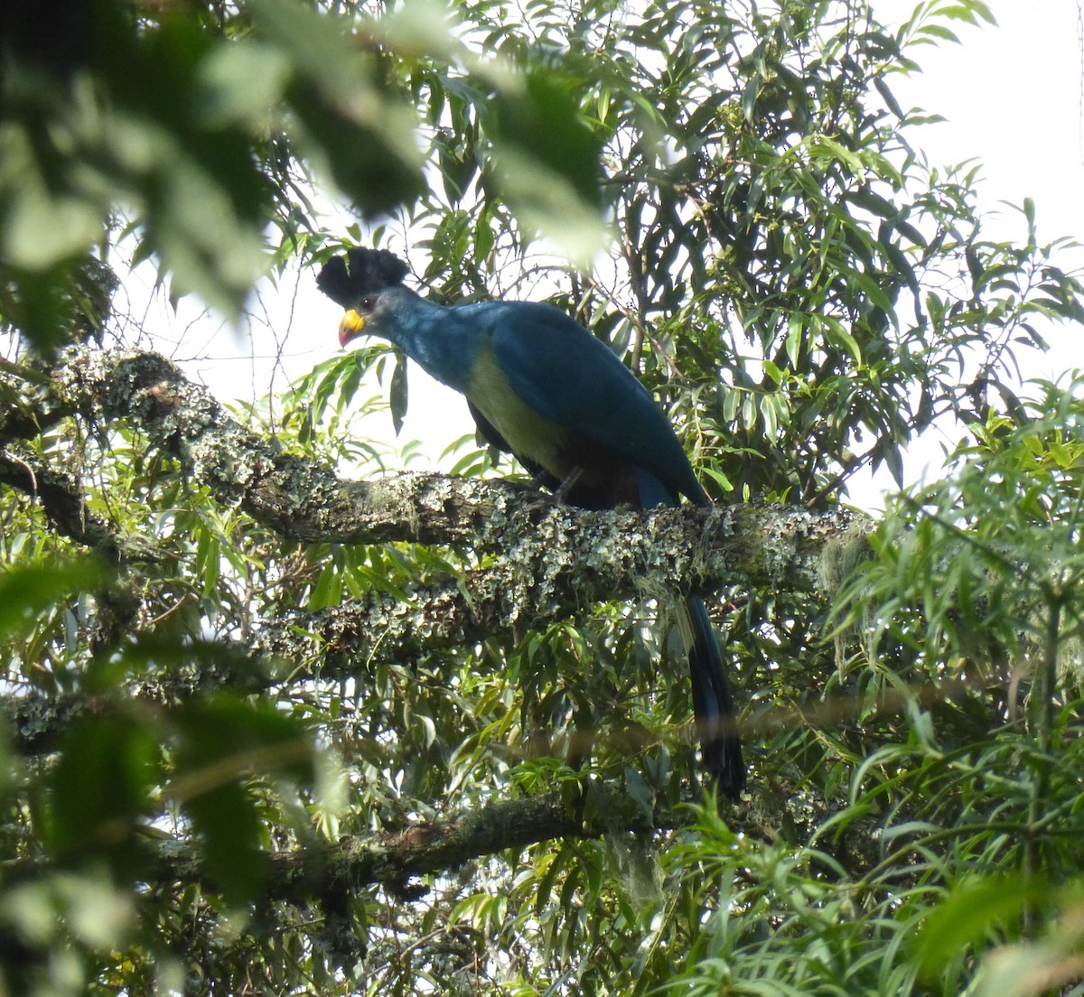 Great Blue Turaco - Peter  LaBelle