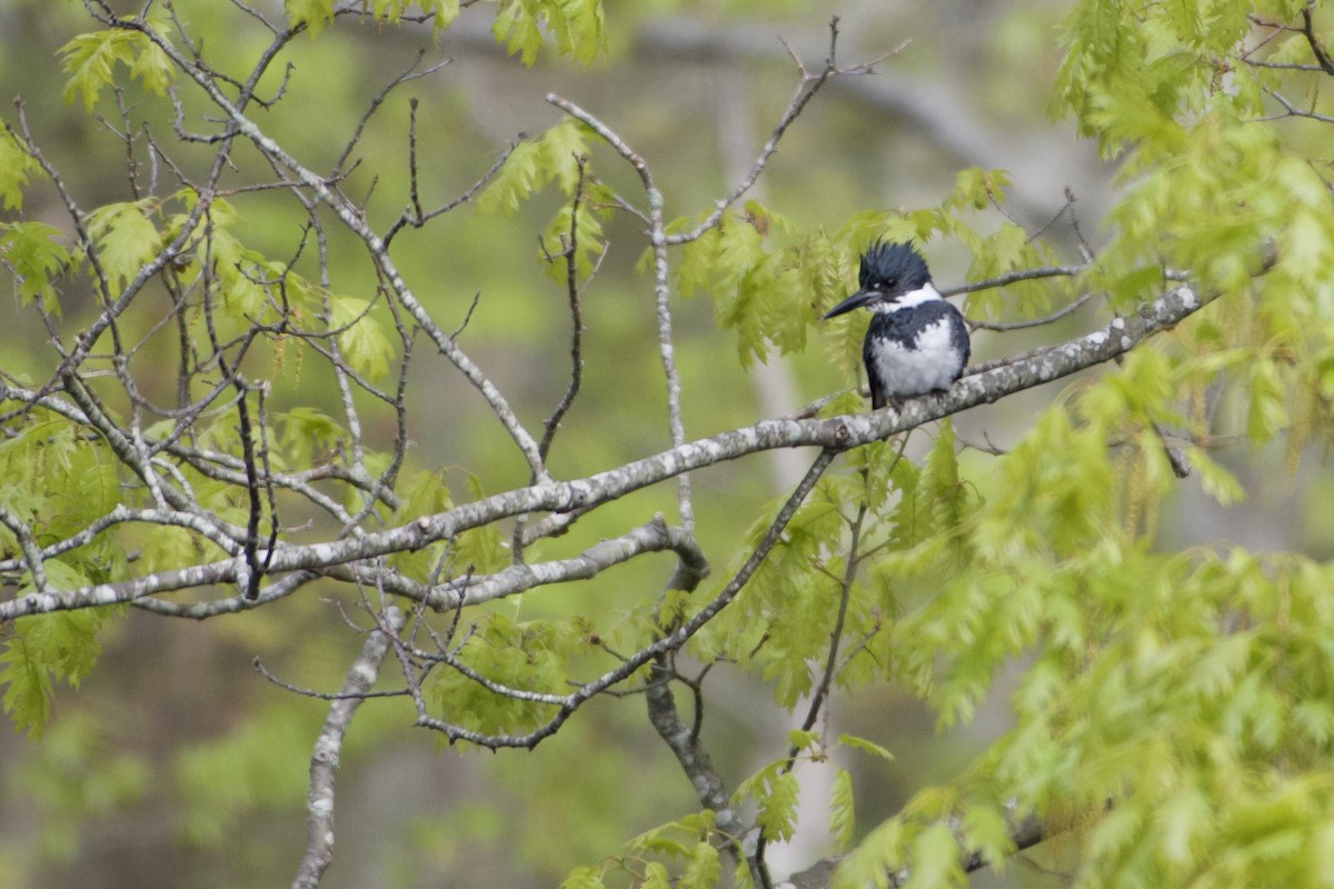 Belted Kingfisher - Jay Rand