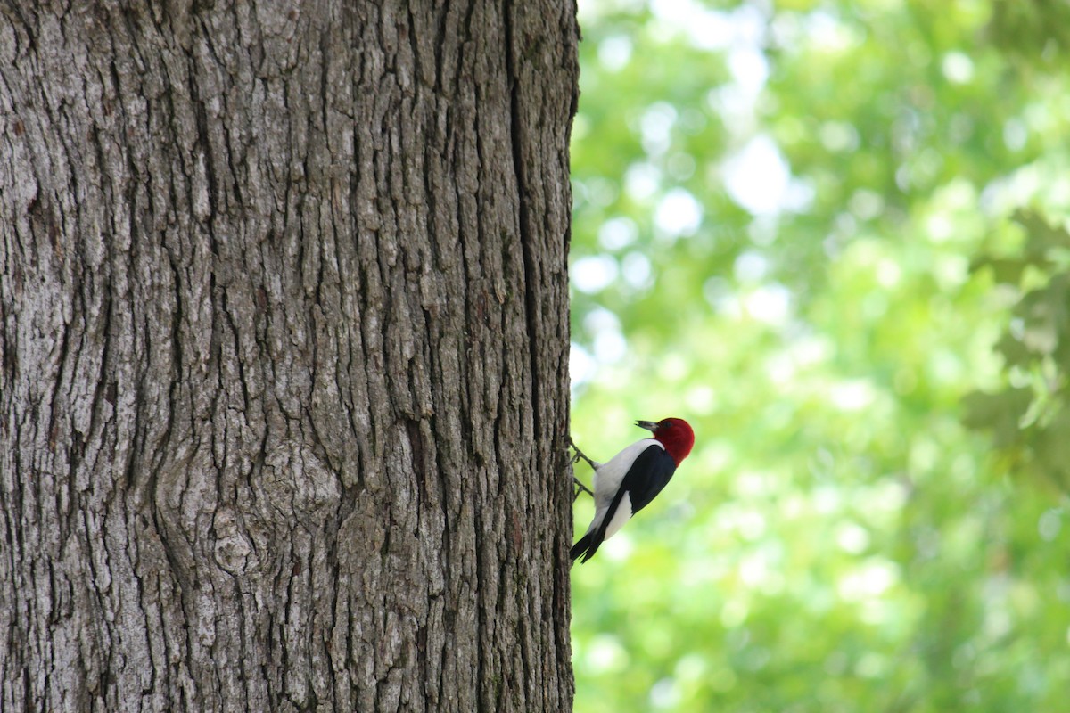 Red-headed Woodpecker - George Dokes