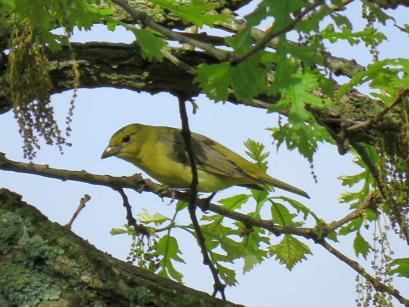 Scarlet Tanager - Tracy The Birder